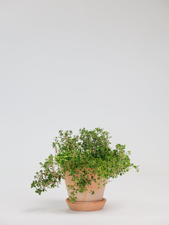 Thyme